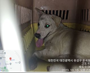 대전동물보호센터_430367202300592